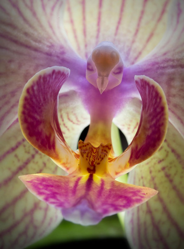 Fonte: https://500px.com/photo/78207121/flowers-look-like-animals-people-monkeys-orchids-pareidolia-by-mohamed-elsaid